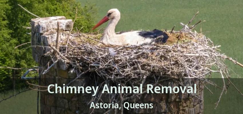 Chimney Animal Removal Astoria, Queens - NY Chimney Animal Removal Astoria, Queens - NY