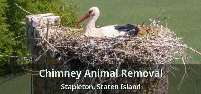 Chimney Animal Removal Stapleton, Staten Island - NY Chimney Animal Removal Stapleton, Staten Island - NY