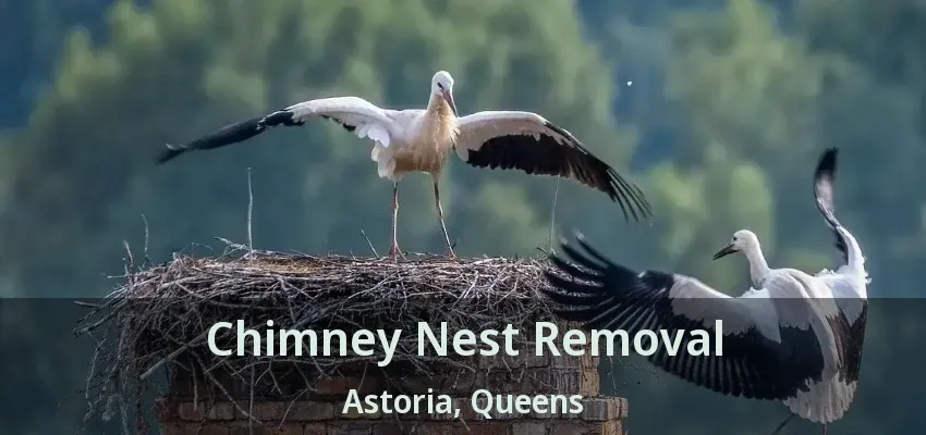 Chimney Nest Removal Astoria, Queens - NY Chimney Nest Removal Astoria, Queens - NY